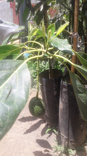 Plantas De Aguacate Paquete De 2