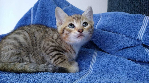 Gatitos Bebés Papá Bengalí Mamá Siamesa Listos Para Entregar