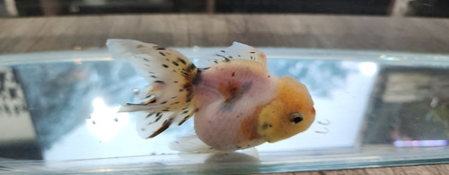 Pez Oranda Cabeza De Leon .5 Calico 2 Gris