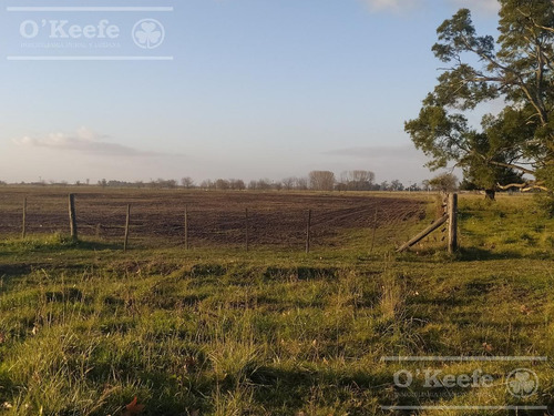 Imagen 3 de 10 de Único Campo En Venta Mixto De 600 Has Con Casco A 2.500 Mts De Ruta 29 Y A Una Hora De Caba. - C. Brandsen
