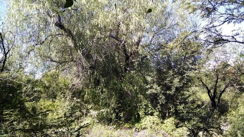Imagen 15 de 19 de Terreno En Venta En San Marcos Sierras