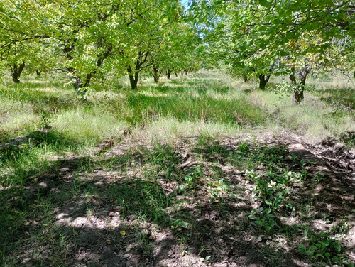 Finca 3 Hectáreas Con Arboledas Y Producción De Frutales