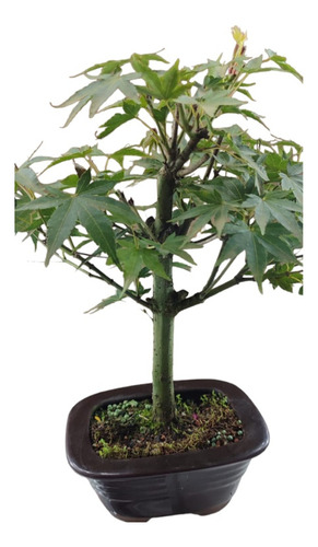 Bonsai Acer Palmatum. Com Vaso De Porcelana