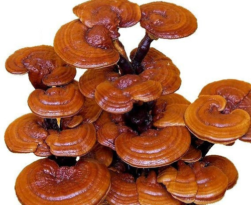 Ganoderma (reishi) Seco X 1kg