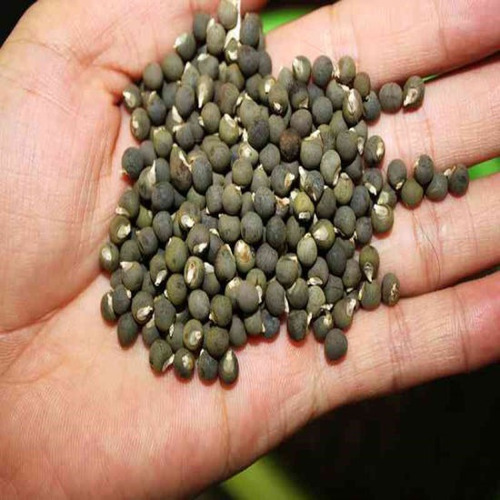 20 Semillas De Okra Quimbombó