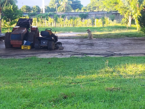 Imagen 8 de 14 de Finca En Yaracuy Municipio Bruzual Cumaripa