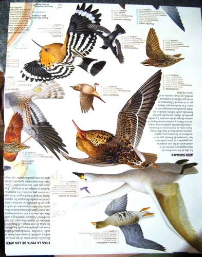 Aves Migratorias Mapa Nat Geo Lamina Color Pajaros Mundo (Usado)