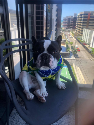 Imagem 3 de 5 de Procura Uma Namorada Buldogue Francês