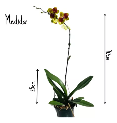 Orquídea Phalaenopsis Amarela Com Vermelho Planta Adulta N80