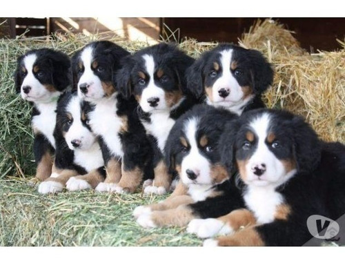 Bernese Mountain Filhotes 