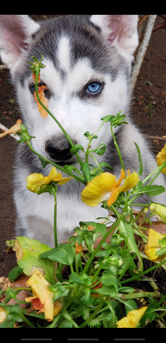 Husky Siberianos Bebes