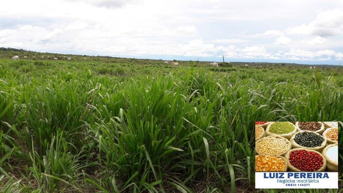 Imagem 10 de 12 de Fazenda À Venda Em Itacajá - T0 - De 230 Alqueirões (dupla Aptidão) - 1620