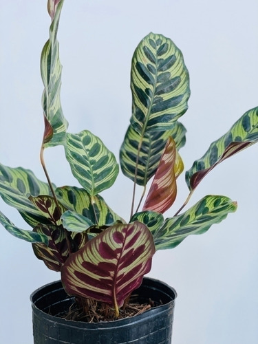 Calathea Mil Rayas 55 Cm - Planta De Interior 1u.