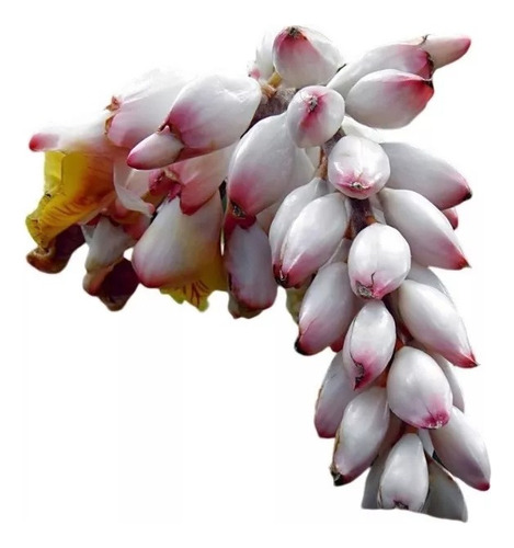 Alpinia Zerumbet ( Gengibre Concha)