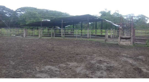 Imagen 2 de 11 de Finca De 600 Hectáreas En Arismendi