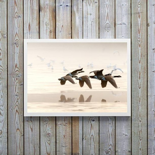 Quadro Decorativo Fotografia Patos Selvagens 24x18cm - Vidro