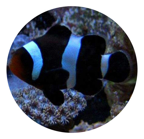 Peixe Palhaço Black Ocellaris Md