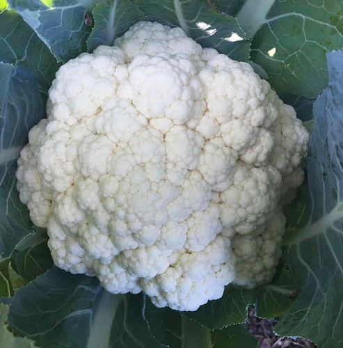 Semillas De Coliflor Orgánica Para La Huerta