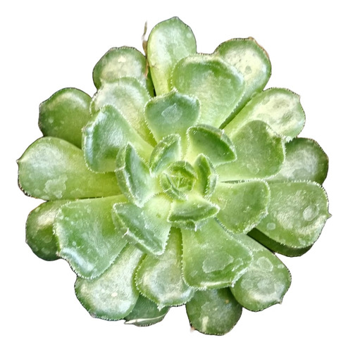 Echeveria Rosalinda