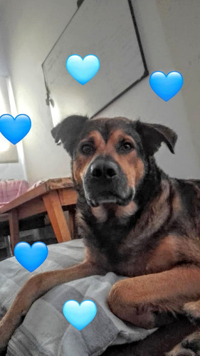Oso Mimoso, 1 Añito Y 9 Meses, Puro Mimos Y Amor, Cachorrón