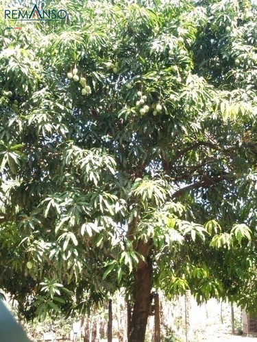 Imagem 7 de 15 de Chácara - Recreio Alvorada - Hortolândia - 202237