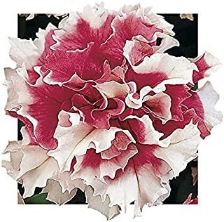 Park Seed Pirouette Red Petunia Seeds, Frilly Red And White 