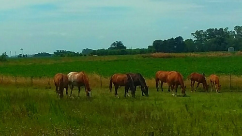 Campo En Venta En Capitán Sarmiento
