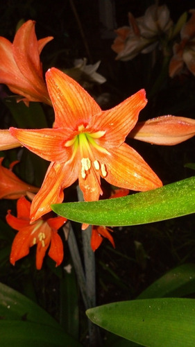 Bulbos Grandes Amarillis Petiolatum. Disponible Para Envíos