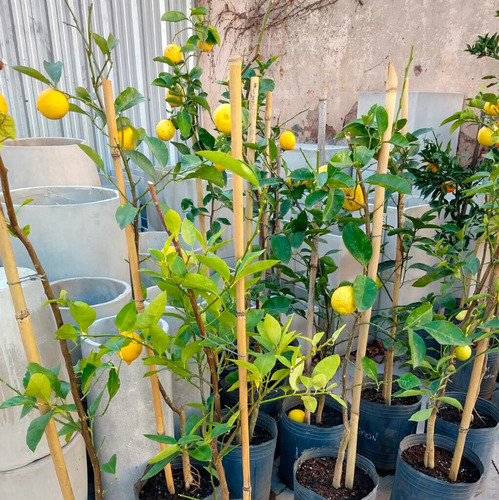 Limón Sin Semilla Enano, Rápida Producción + Semillas