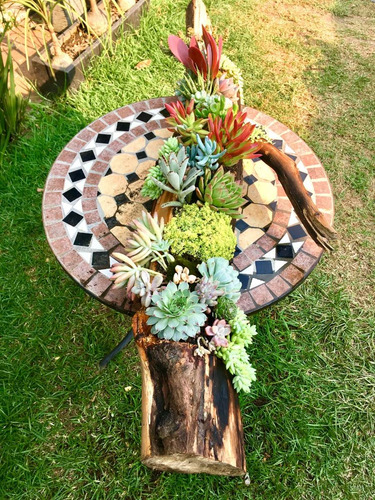 Arreglo Maceta Tronco Con Suculentas Naturales Jumbo 90 Cm Multicolor