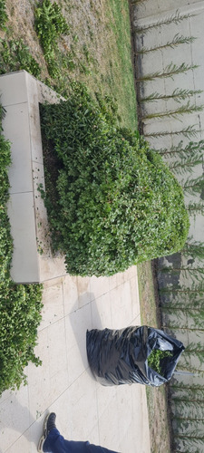 Construcción De Jardines Mantenimiento I Riegos Automáticos