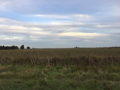 Imagen 2 de 4 de Venta De Fracción De Campo Sobre Ruta 215 Brandsen