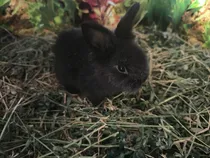 Comprar Conejo Enano Netherland Dwarf
