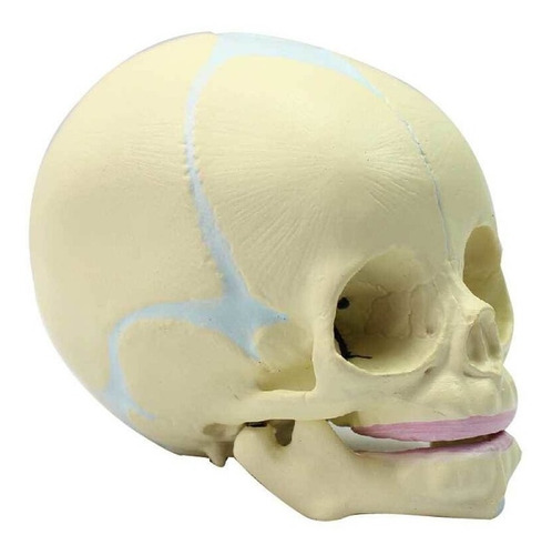 Humano Cabeza Bebé Anatomía Cráneo