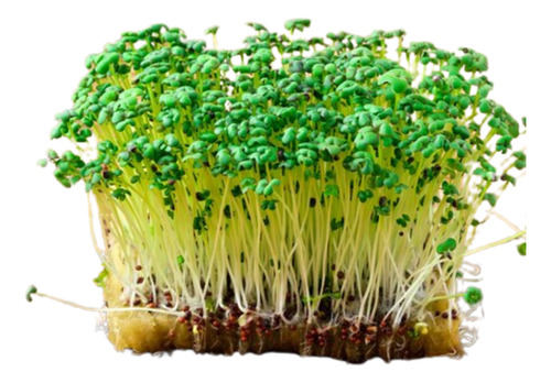 Semillas Para Microgreen Mostaza Verde Ggch Doypack X 1/4 Kg