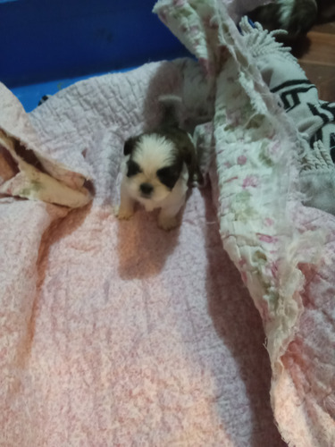 Shih Tzu Machitos Entrega Fines De Julio