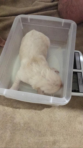 Imagem 4 de 5 de Labrador Fêmea Com 10 Dias