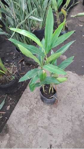 Alpinia Planta Exterior- Envios