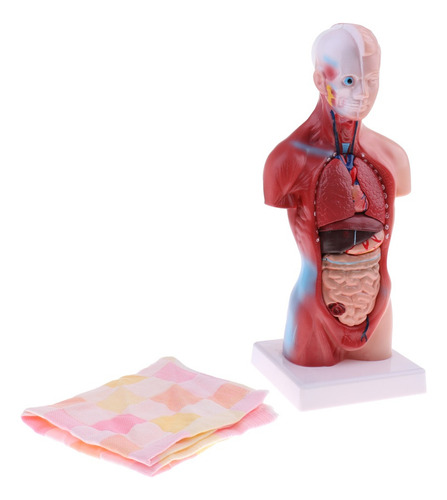 28cm Torso Humano Vísceras Esqueleto Cuerpo Corazón