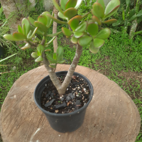 Crassula Ovata Jade - Suculenta 10cm - Atrai Sorte