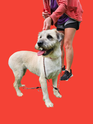 María, Belleza Terrier 100% Barbinchita Blanca, 4 Añitos