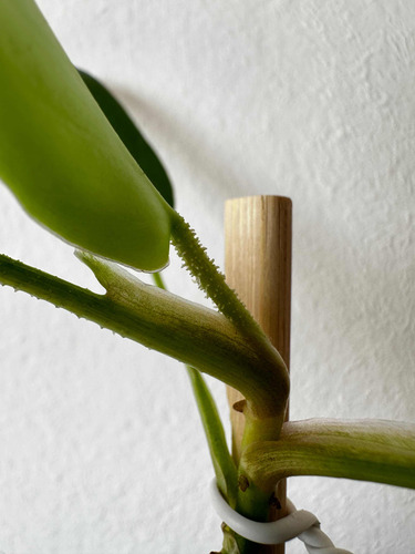Philodendron Squamiferum Planta Rara Exótica