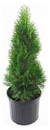 Thuja Occidentalis Smargd Emerald Green Arborvitae Evergreen