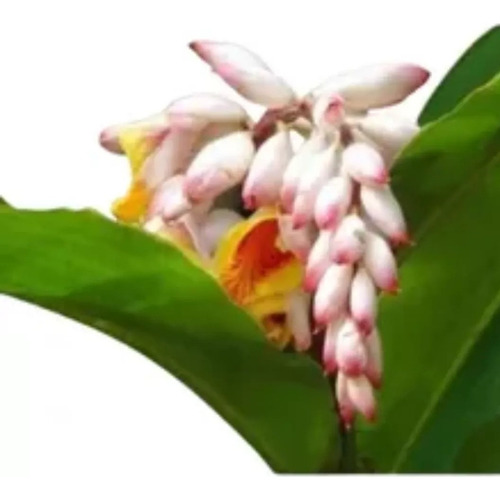 1 Vaso Com 2 Mudas Gêmeas De Alpinia Zerumbet 60cm Branca