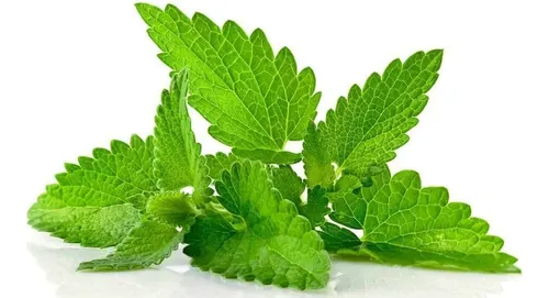 comprar Aroma Semillas Hierbabuena Tica Infusiones Medicinal Comida