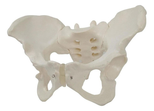 Anatomical Models Of Female Pelvic Model In Size