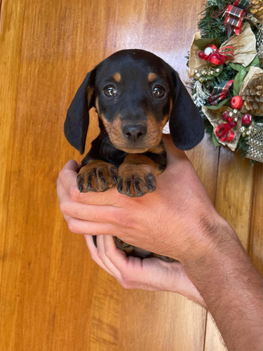 Maravillosos Salchichas Dachshunds Mini