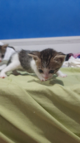 São Três Gatinhos Filhotes Que Precisam De Um Lar.