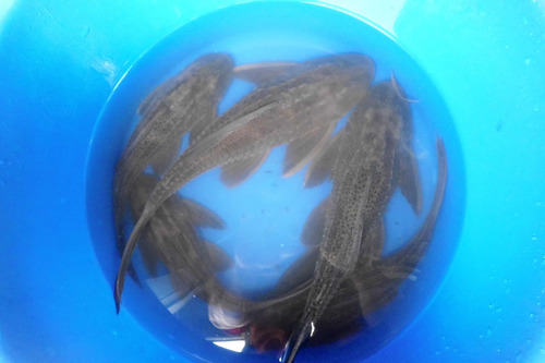 Pez Viejas Del Agua O Limpia Vidrios