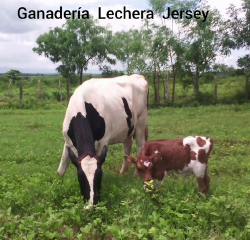 Imagen 11 de 11 de Finca En Altagracia De Orituco- Guarico